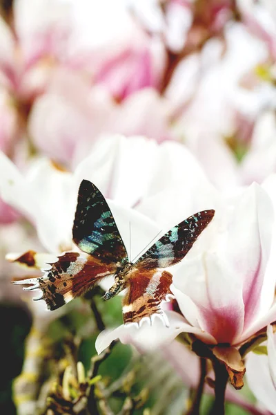 Jarní Kvetoucí Pozadí Létající Krásné Tyrkysové Obří Tropický Motýl Jarní — Stock fotografie