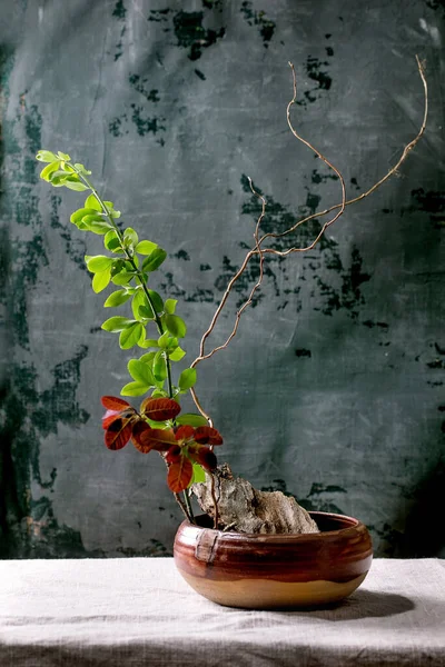 绿叶和红叶分枝 树皮片在褐色陶瓷碗中 站在灰色桌子上 深色背景 日本风格的家居装饰 复制空间 免版税图库照片
