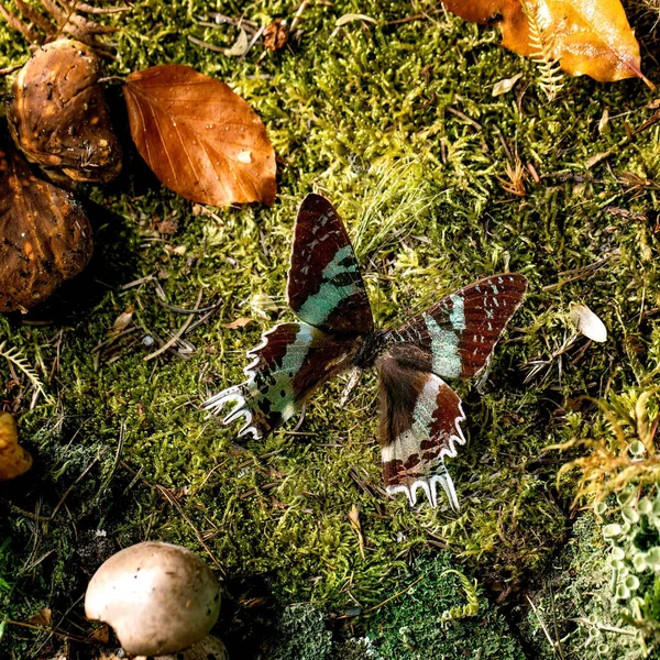 Ambiente Cuento Hadas Mágico Bosque Otoño Fondo Grande Hermosa Mariposa — Foto de Stock