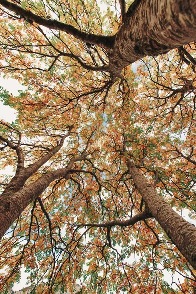 Herbstpflanzen Mit Buntem Laub Von Unten — Stockfoto