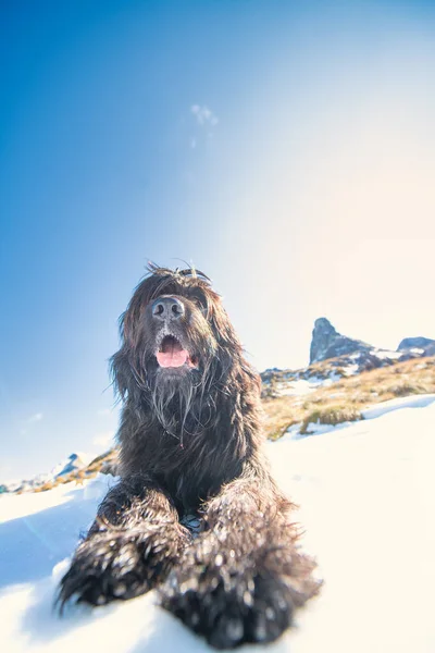 Herdehund Italienska Alperna Verkar Dominera Med Blicken — Stockfoto