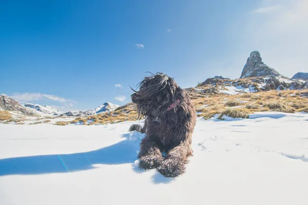 Italiensk Herde Hund Vilar Snön Och Ser Långt Borta — Stockfoto