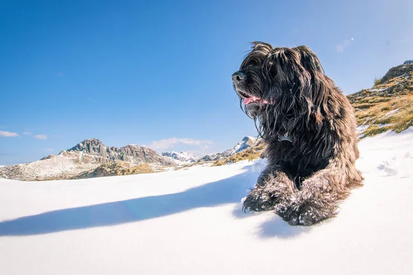 Herdehund Italienska Alperna Snön Ser Långt Borta — Stockfoto