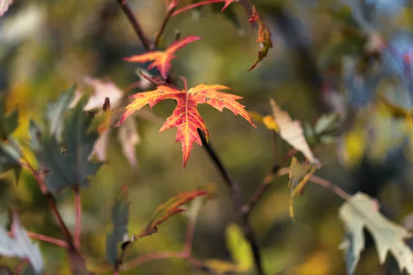 Gelbes Und Rotes Blatt Auf Kleinem Ast Herbst — Stockfoto