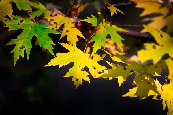 秋天的叶子在深色背景的树枝上有点碎 — 图库照片