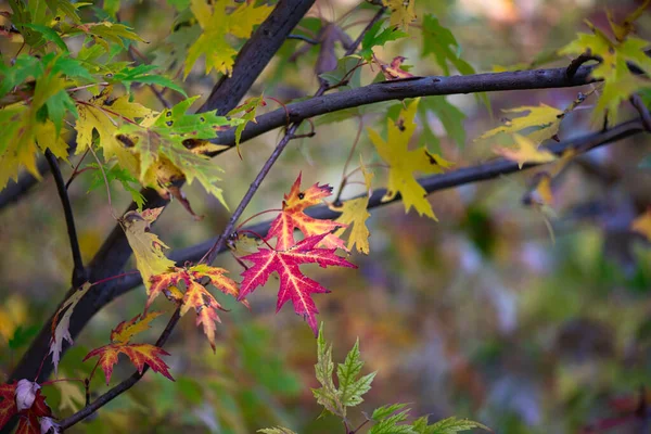 Rotes Bis Gelbes Herbstblatt Zweigen Mit Anderem Blatt — Stockfoto