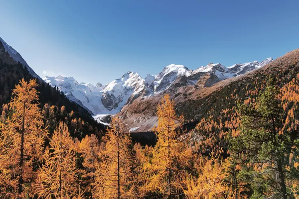 Glaciar Morteratsch Otoño Con Encaje Bernina Suiza — Foto de Stock