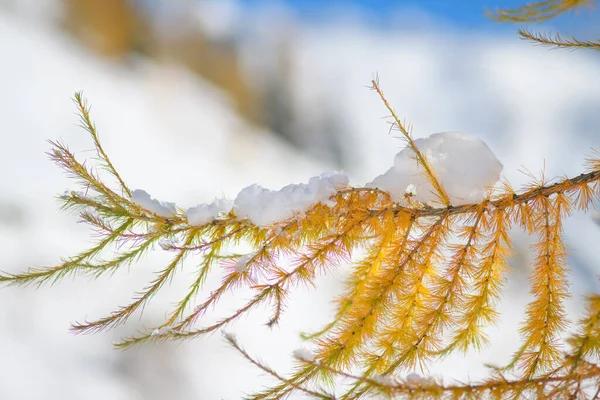 Premières Chutes Neige Automne Sur Les Mélèzes Encore Jaunes — Photo