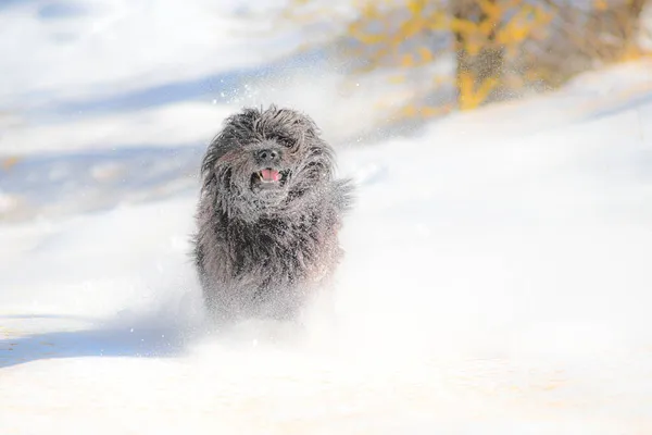 Furry Svart Hund Körs Den Första Hösten Snöfall — Stockfoto