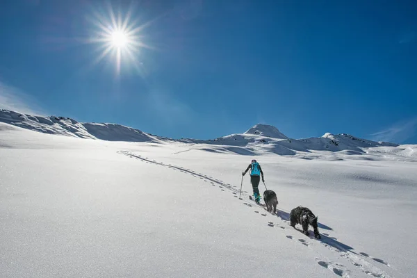 Sportif Bir Kadını Gezdiren Kayak Iki Köpeğiyle Patikaya Tırmanır — Stok fotoğraf