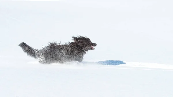 Stor Hårig Svart Hund Springer Snabbt Nysnö — Stockfoto