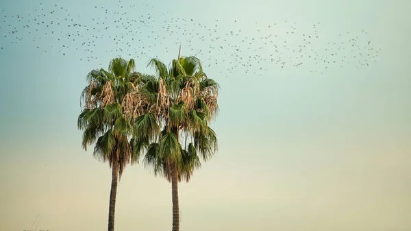Pair Nearby Palm Trees Birds Migration — Φωτογραφία Αρχείου
