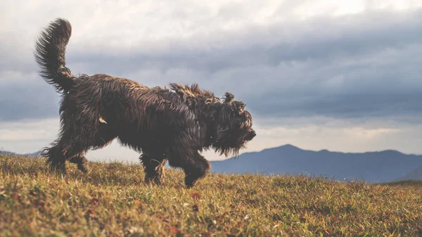 Big Bergamo Shepherd Dog Mountain Meadow — Foto Stock