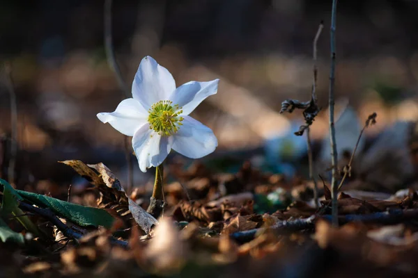 Uma Flor Heléboro Floresta Nos Pré Alpes Norte Itália — Fotografia de Stock