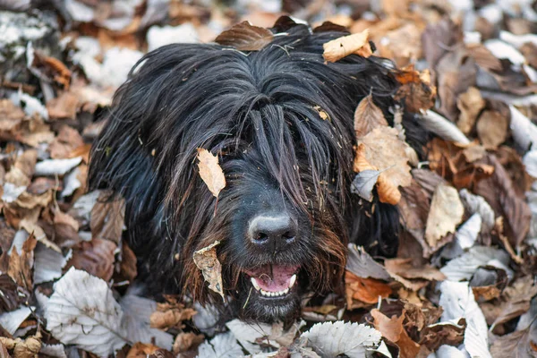 葉に覆われたイタリア北部の羊飼いの犬 — ストック写真