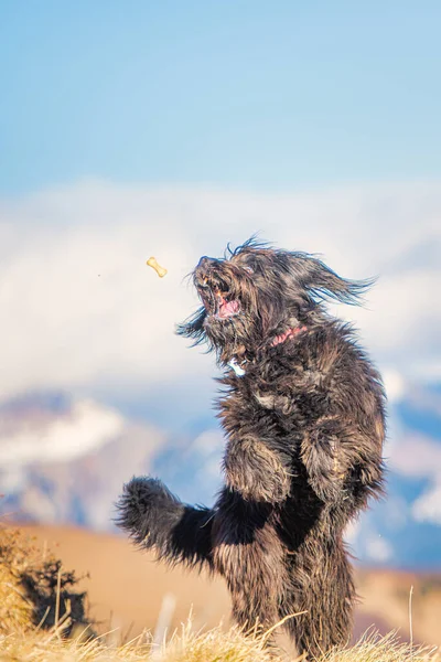 Large Mountain Shepherd Dog Jumps Catch Cookie Fly — Stock Photo, Image