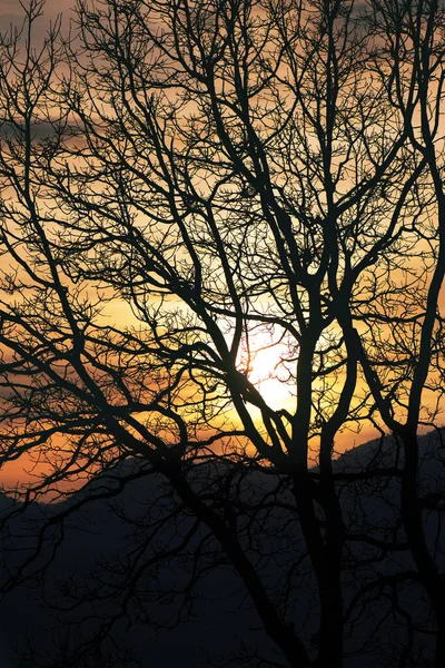 剪影中植物分枝之间的夕阳 — 图库照片