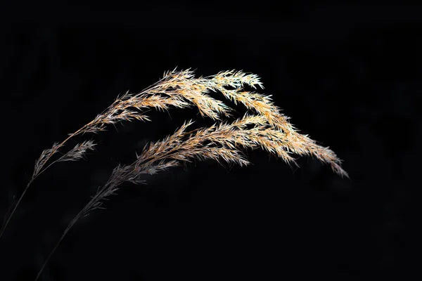 Stipa Ichu Spica Είδος Φωτίζεται Από Τον Ήλιο Σκούρο Φόντο — Φωτογραφία Αρχείου