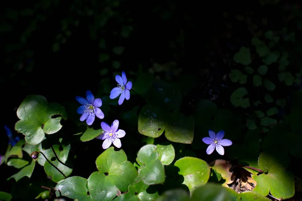 Hepatica Nobilis Λουλούδια Την Άνοιξη Μαύρο Φόντο — Φωτογραφία Αρχείου