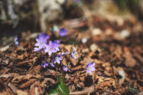 Hepatica Nobilis Flores Primavera Floresta Nos Pré Alpes Lombardos Itália — Fotografia de Stock