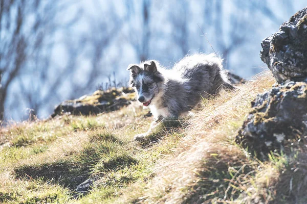 Eine Bergamasco Schäferhündin Läuft Auf Die Weide — Stockfoto