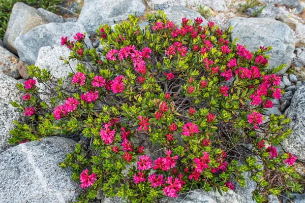 Rododendrony Wśród Kamieni Wysokiej Góry — Zdjęcie stockowe