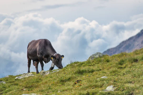 Uma Vaca Triste Solitária Pasto Nos Alpes Suíços — Fotografia de Stock