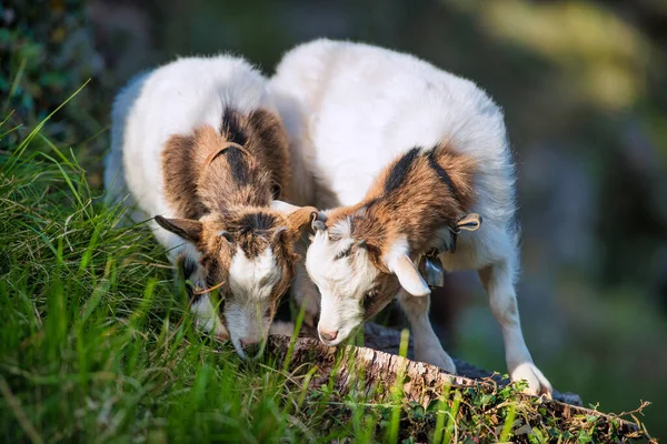 Two Little Goats Feeding — Stock Photo, Image