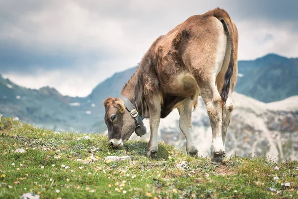 Cow Pasture Swiss Alps Eats Grass — Stock Photo, Image