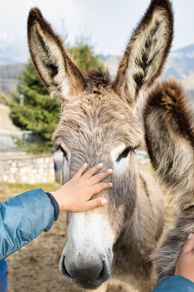 Donkey Caressed Hand Child — Stock Photo, Image