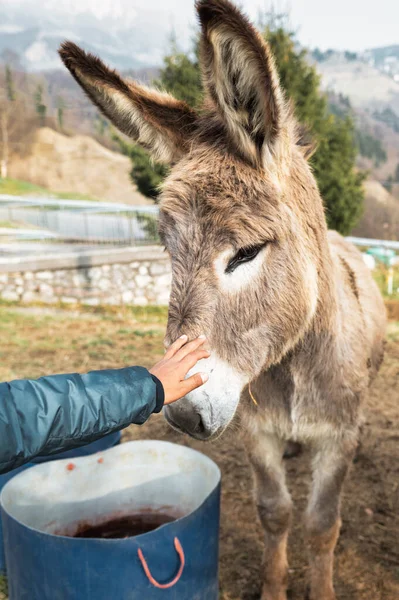 Burro Com Mão Uma Criança Focinho — Fotografia de Stock