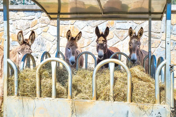 Comer Cheio Feno Com Burros — Fotografia de Stock