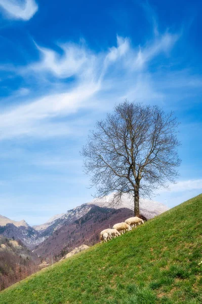 Moutons Sous Une Plante Dans Prairie Dans Paysage Alpin Des — Photo