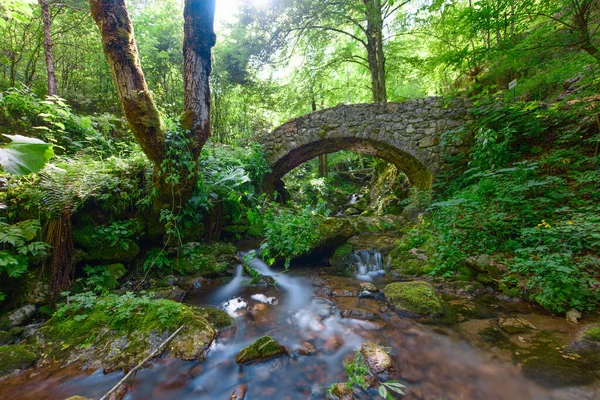 Liten Bäck Liten Stenbro Skogen — Stockfoto