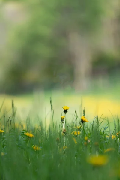 带有黄色花朵和模糊背景的前景牧场的垂直照片 — 图库照片
