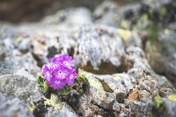 Hirsute Prímula Cultivada Entre Pedras Montanha Nos Alpes Italianos — Fotografia de Stock