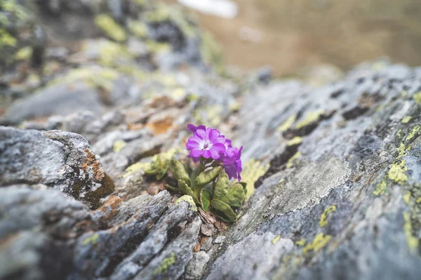 Primula Irsuta Λουλούδι Ανάμεσα Ογκόλιθους Λειχήνες Του Βουνού Στις Ιταλικές — Φωτογραφία Αρχείου