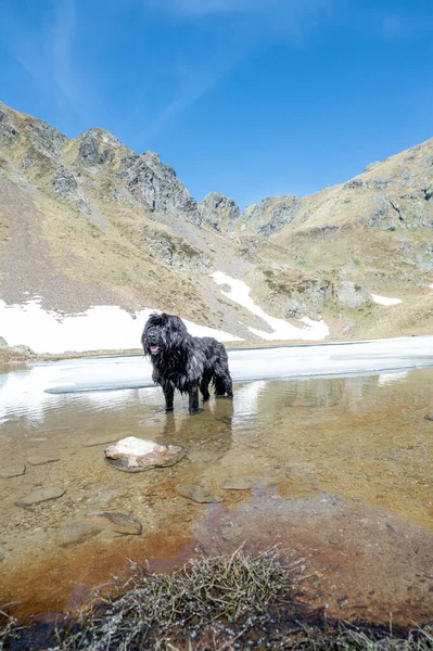 Ciobănesc Munte Negru Labe Lew Într Mic Lac Alpin Zăpadă — Fotografie, imagine de stoc