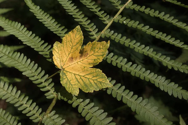 Une Feuille Jaune Reposant Sur Une Fougère — Photo