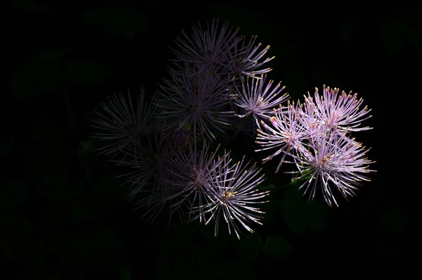 Dettaglio Thalictrum Aquilegiifolium Fiore Sfondo Nero — Foto Stock