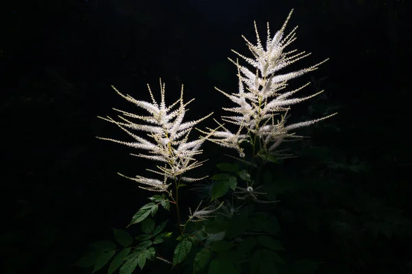 Aruncus Dioicus Pianta Chiamata Barba Capra Illuminata Dal Sole Fondo — Foto Stock