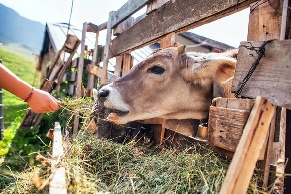 Child Hand Feeds Grass Cow Farm — Fotografia de Stock