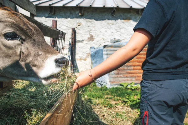 Cow Takes Hay Directly Young Boy Hands Farm — Fotografia de Stock