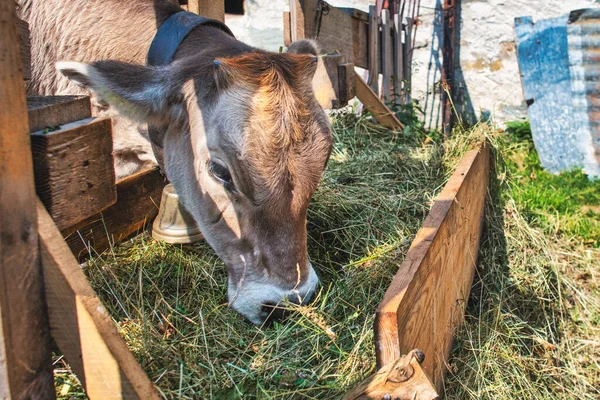 Cow Eats Hay Feedlot Farm — Stok fotoğraf