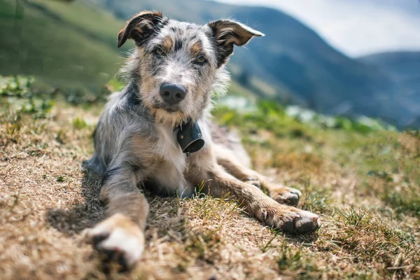 Rest Mountain Pasture Sheepdog Italian Mountains — Stockfoto