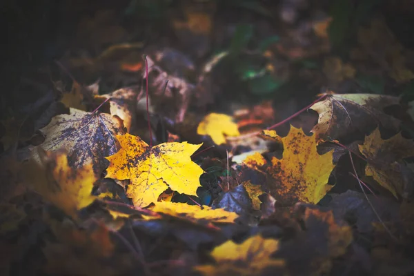 Żółty Jesienny Liść Ziemi — Zdjęcie stockowe