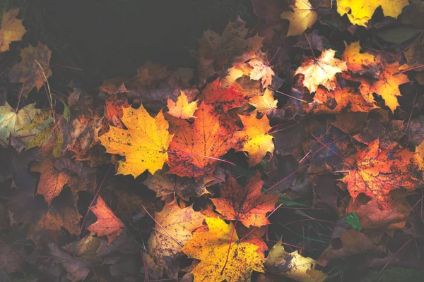 Yello Wish Red Golden Autumn Foliage Background Graphic — Stockfoto