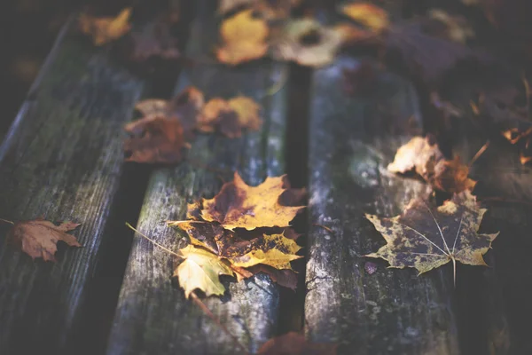 Detail Fallen Autumn Leaves Table Park — Zdjęcie stockowe