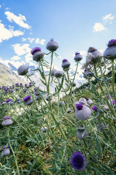 Flower Type Wild Thistle Mountains — Stockfoto