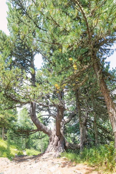 瑞士恩加丁山谷的森林 长满了百年的石松 — 图库照片
